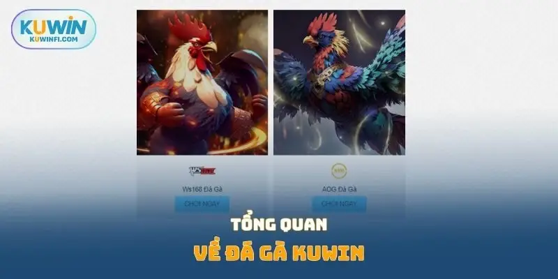 Tổng quan về đá gà KUWIN