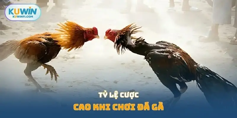 Tỷ lệ cược cao khi chơi đá gà